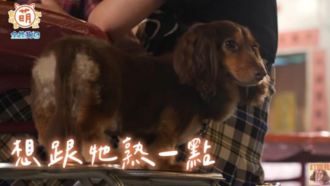吳姍儒的愛犬「呵喜」。(圖/翻攝自《萌寵明星粗乃玩》YT頻道)