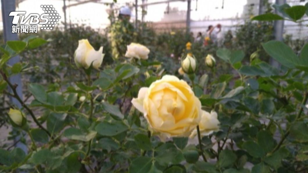阿里山茶新風味!番路農會異業合作 推出3種玫瑰花茶