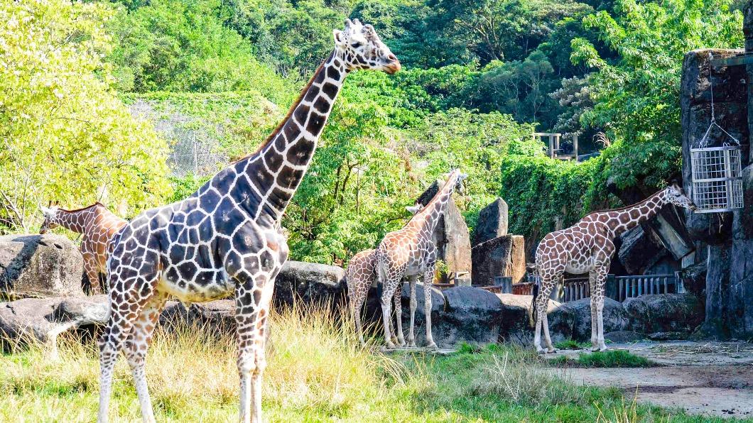長頸鹿「菊忠」老死。（圖／台北市立動物園提供）