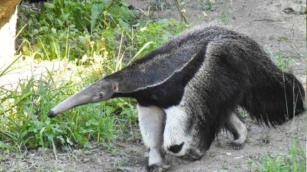 動物園難過送別…大食蟻獸口袋莎難產 長頸鹿菊忠老死