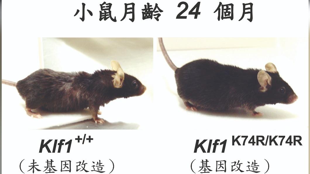 小鼠透過基因改造可延長壽命。(圖/院方提供)