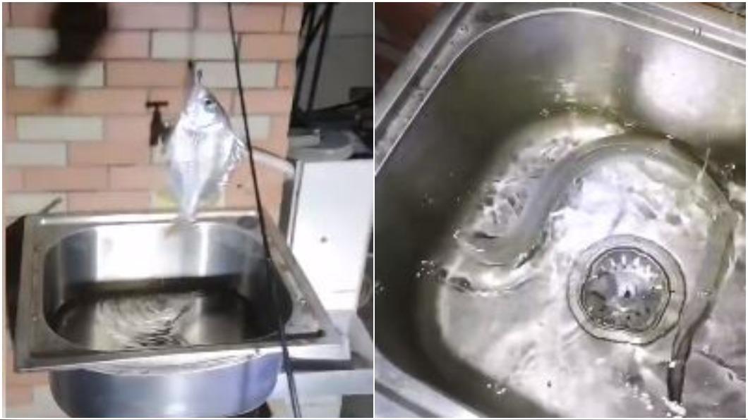 男子釣到一尾鰻魚和黃鰭棘鯛。(圖/翻攝自《星視頻》)
