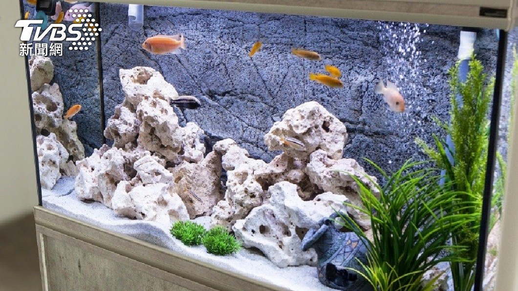 天冷水結冰魚被「強制休眠」 女以為死光1天解凍全復活