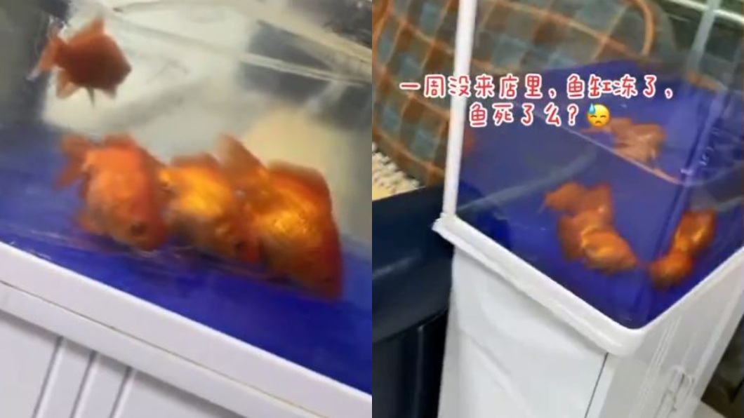 河北一名女子日前發現,自家水族箱的金魚和水全都被結凍了。(圖/翻攝自微博)