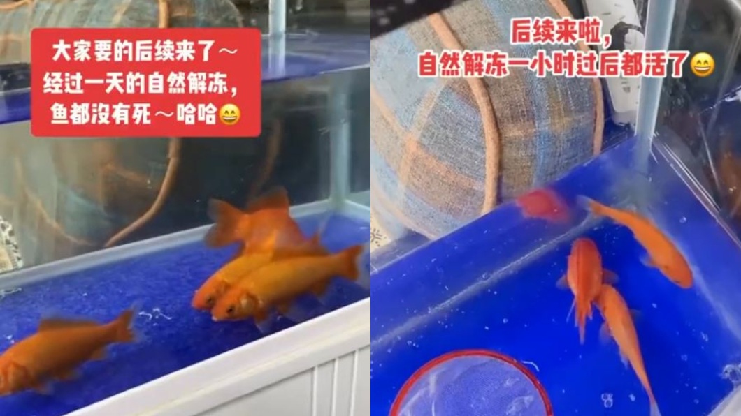 沒想到事隔1天自然解凍後,這些金魚全都復活了。(圖/翻攝自微博)