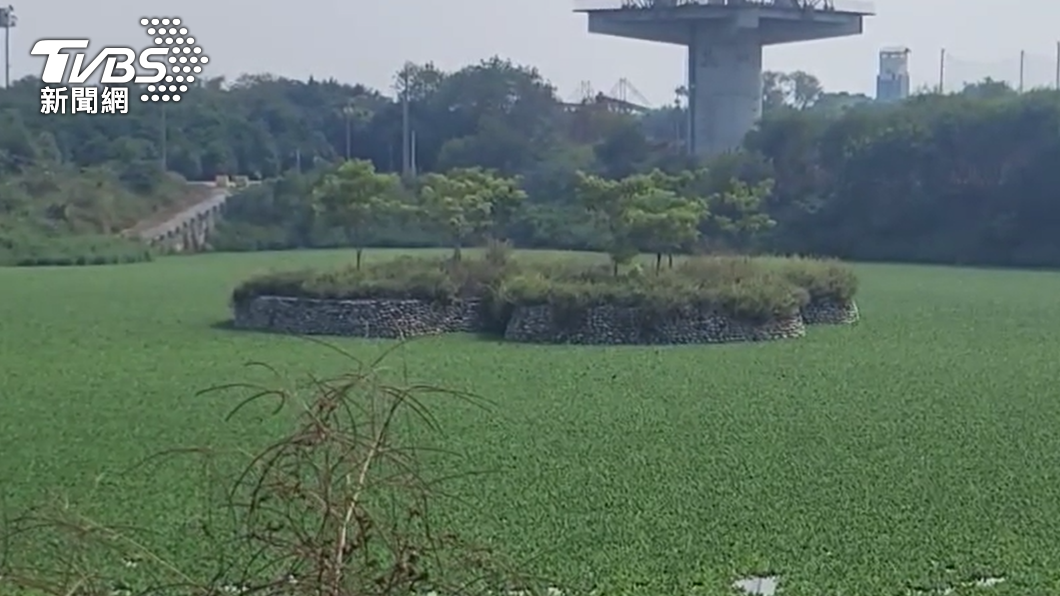 浮萍佈滿水面。（圖／TVBS）