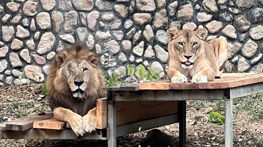被酸動物養老院 壽山動物園:彰顯生命教育意義