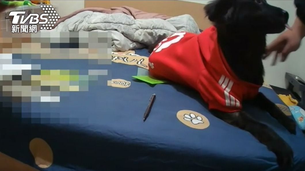 「乖乖等我回來...」男大生淪為車手遭逮 不忘與愛犬道別