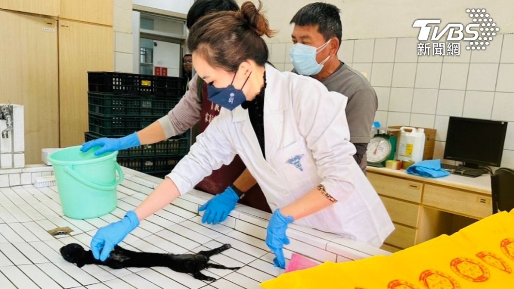 當兒養都是幻想!東石小黑狗死狀慘 胃萎縮、脊椎被猴扯斷
