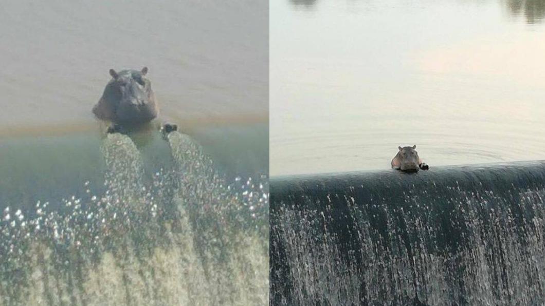 雙手趴水牆看車流！「杯緣子河馬」疑P圖　他怒回：天天都來　