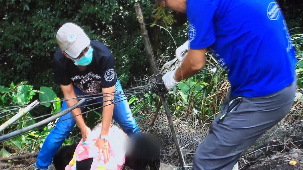 編號711的台灣黑熊。(圖/林務局提供)