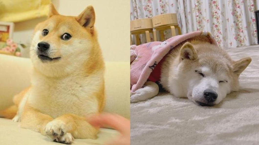 紅遍全球「柴犬哏圖」本尊病危中! 飼主心急發文集氣