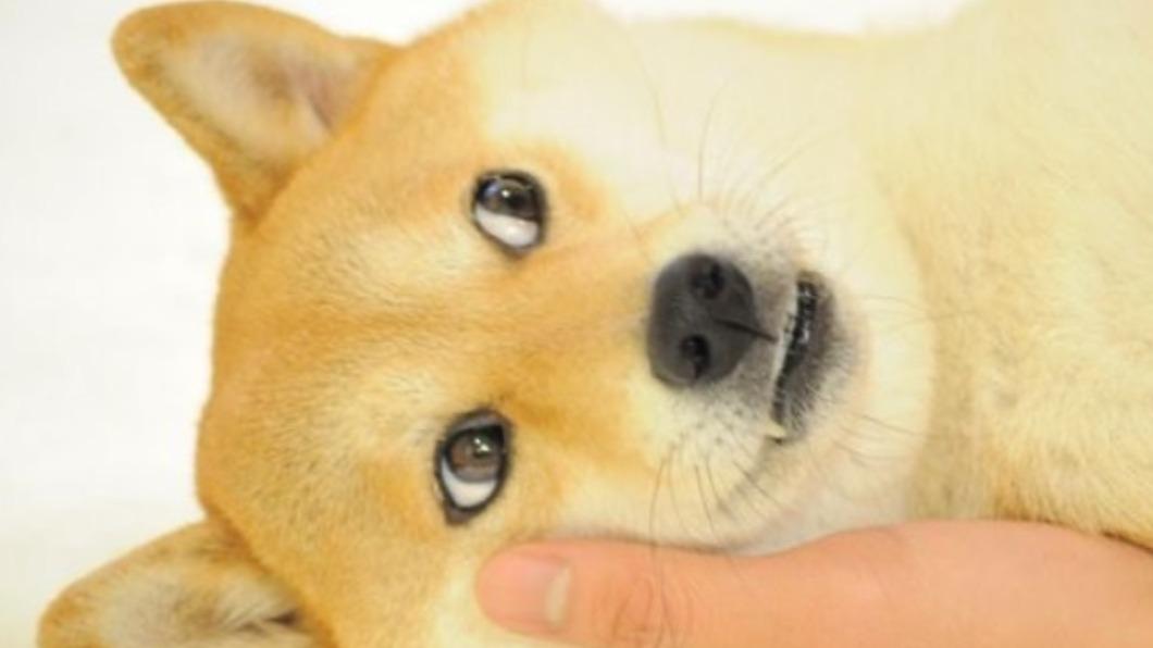 臭橙是一隻表情十分多變、可愛的柴犬,在全球擁有無數粉絲。(圖/翻攝自kabosumama IG)