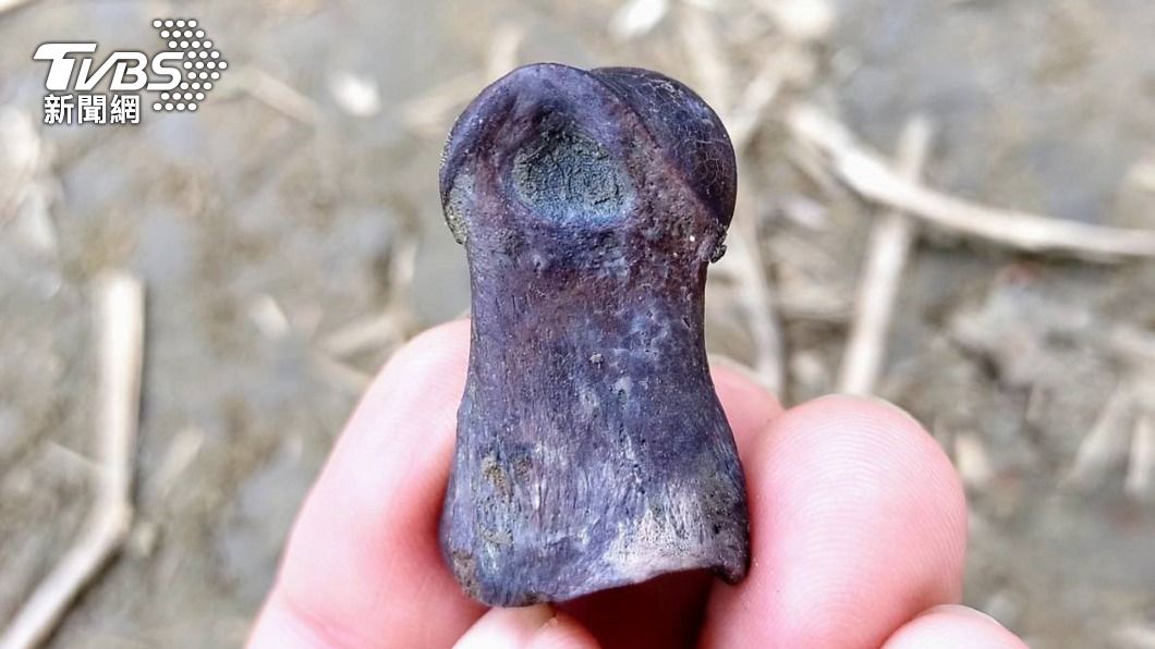 台南西拉雅考古計畫　青銅鈴鐺、獸骨珍貴文物出土