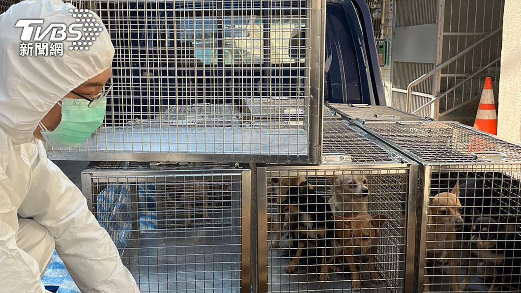 新竹婦涉不當飼養犬隻致死　動保所沒收14隻吉娃娃再開罰