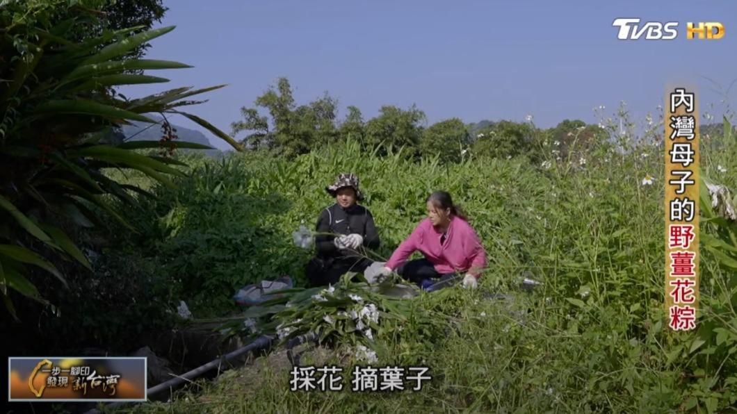 採野薑花葉(圖/TVBS)