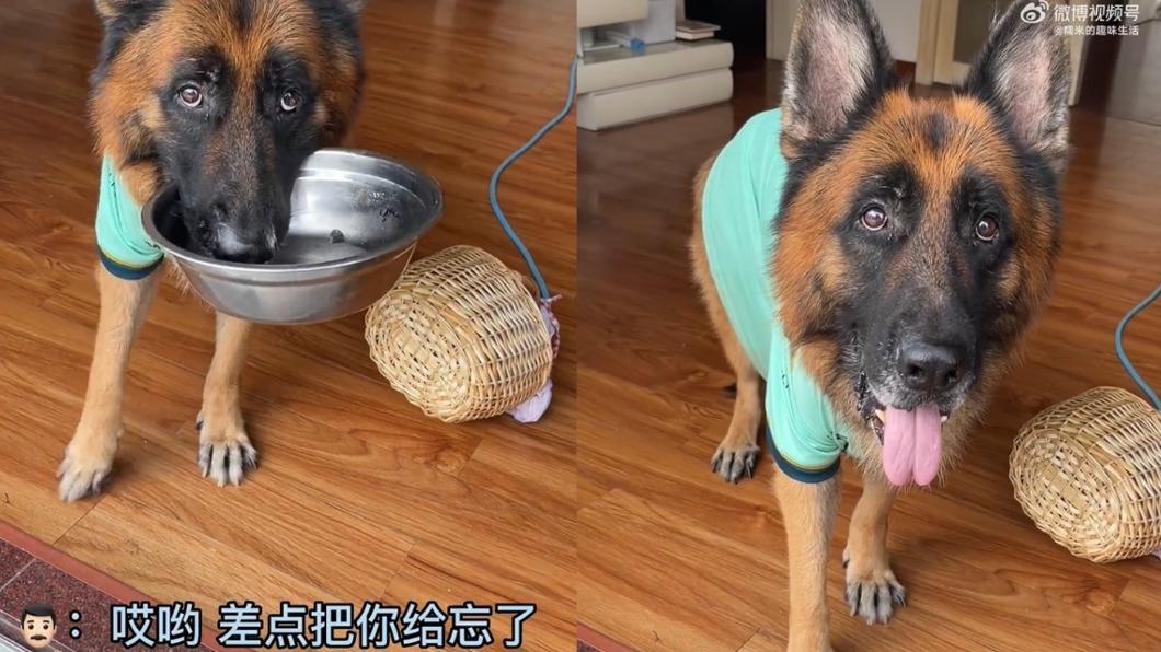 幫主人拿外送!退休警犬「花1分鐘到5樓」 沒飯吃超傻眼