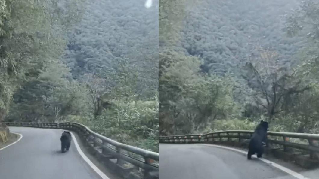 台灣黑熊出沒!南橫公路一路狂奔 跨越護欄畫面瘋傳