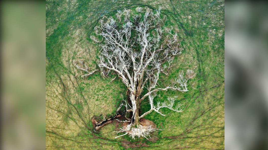 坎尼(Julie Kenny)的作品宛若一顆「生命之樹」(Tree of Life),拿下「空拍獎」( Aerial)。(圖/翻攝自NLPA)