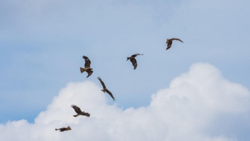 保育類黑鳶族群穩定成長　879隻創30年新高