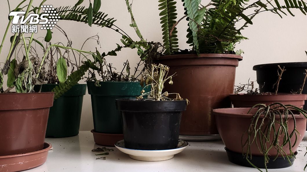 枯死植物恐怕影響運勢。(示意圖/shutterstock達志影像)