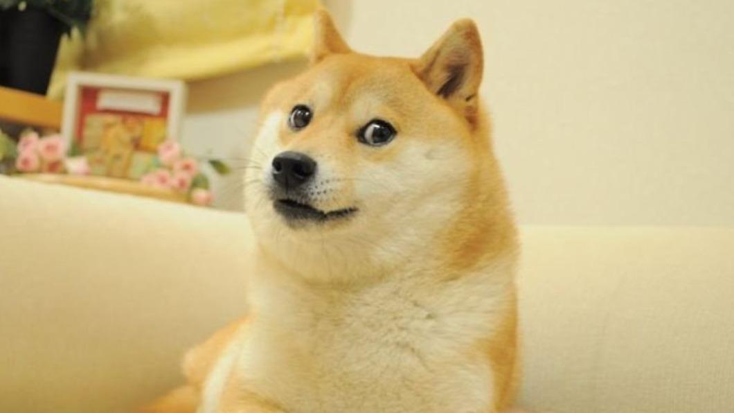 網友留言集氣　迷因Doge本尊柴犬奇蹟式好轉