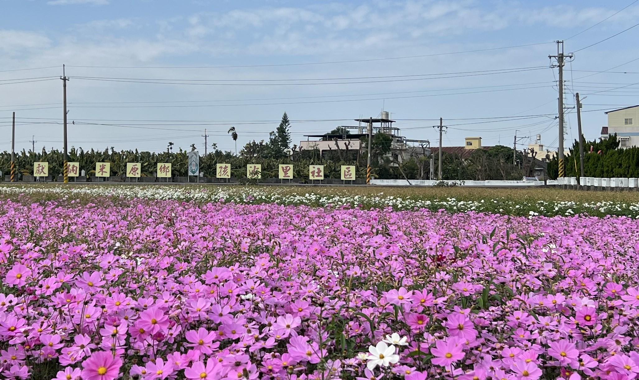 社區種植白、粉紅、大紅、黃、混合等5色波斯菊