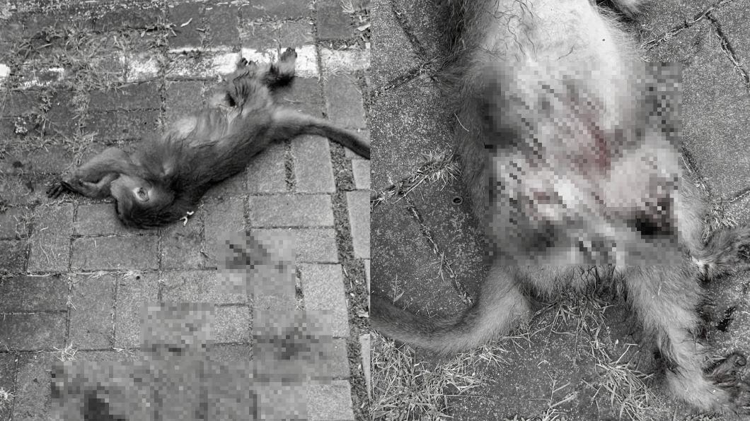 獼猴被流浪狗撕咬後不幸過世。(圖/翻攝自生態大腸花論壇臉書)