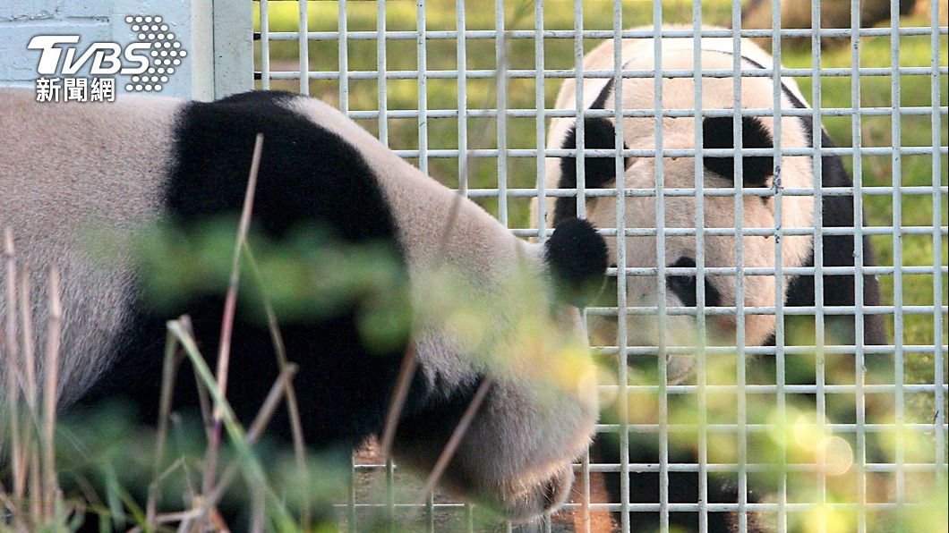 租約到期生不出後代 英國將把兩貓熊還給中國