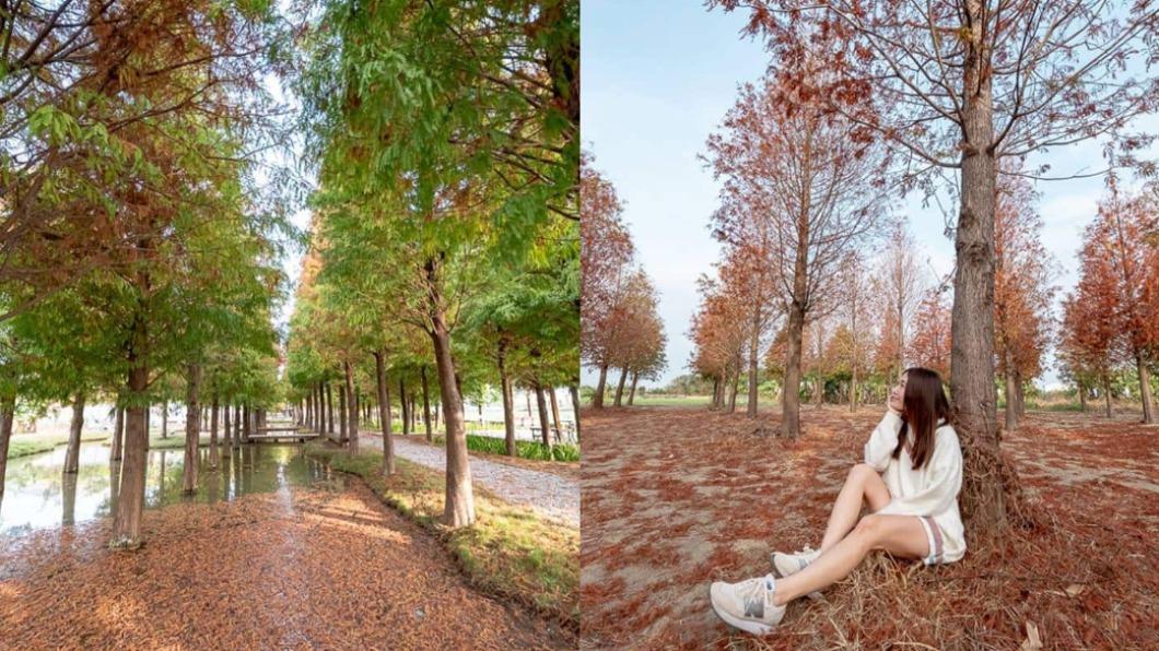 雲林落羽松祕境!楓紅宛如冬季雪景 漫步其中美照拍不完