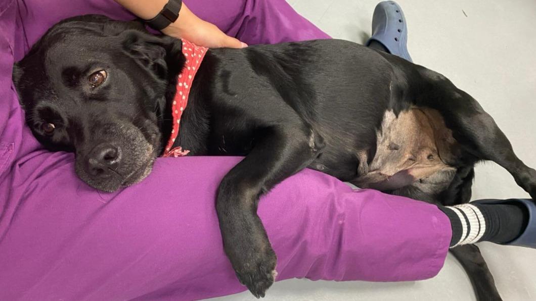 身懷絕技又愛討摸!超萌搜救犬找新家 想養得先過這關