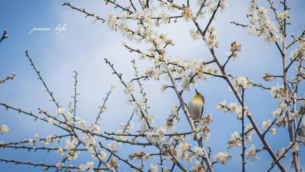 綠繡眼在樹梢間跳躍、吸食花蜜。（圖／潔妮食旅生活提供）