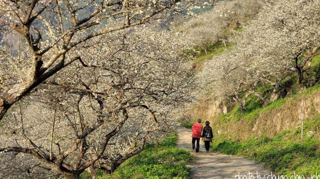 近4000棵的梅樹齊放的景色，夢幻極了！（圖／13's幸福食光提供）