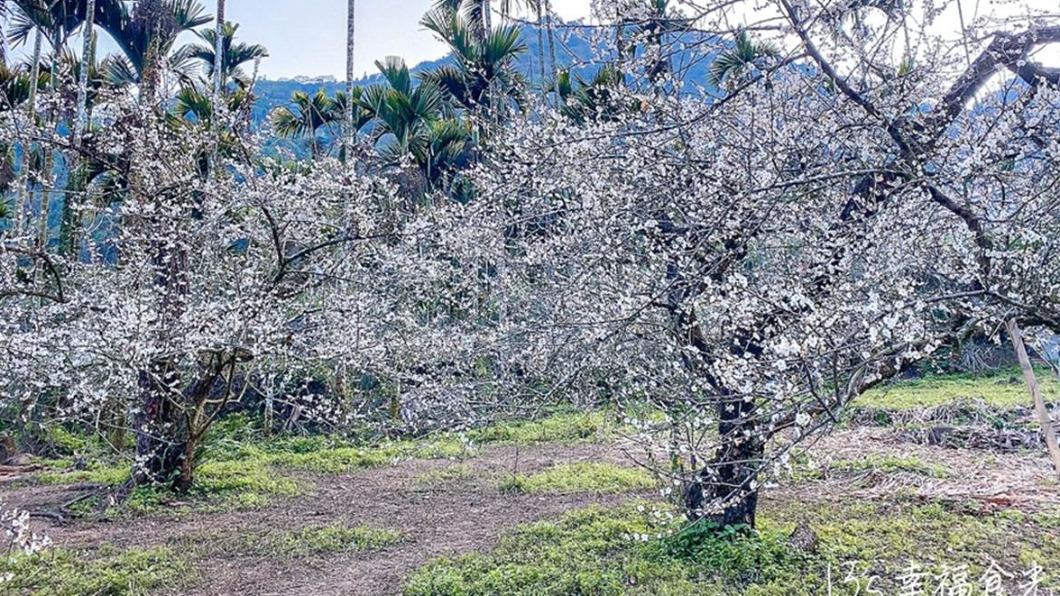 「柳家梅園」占地廣大約15公頃，提供了多種賞花動線。（圖／13’s幸福食光提供）