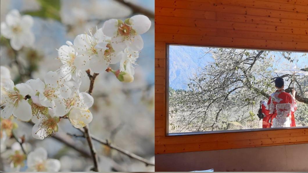 寒冬梅花盛開!全台5賞梅仙境 雪白花海宛如畫作