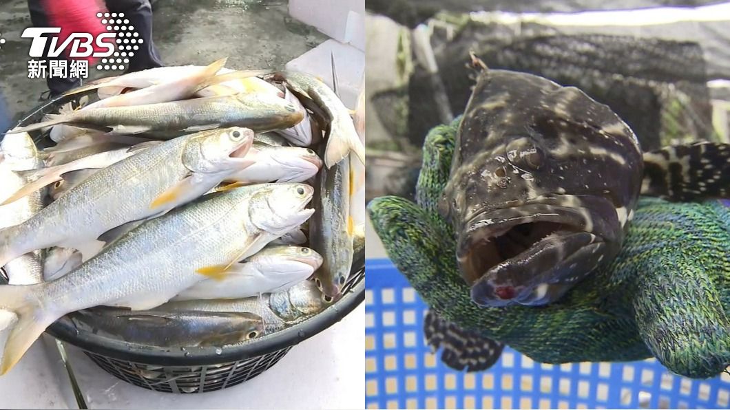 過年白鯧貴爆!2種魚CP值高替上桌 一句話證明牠更好吃