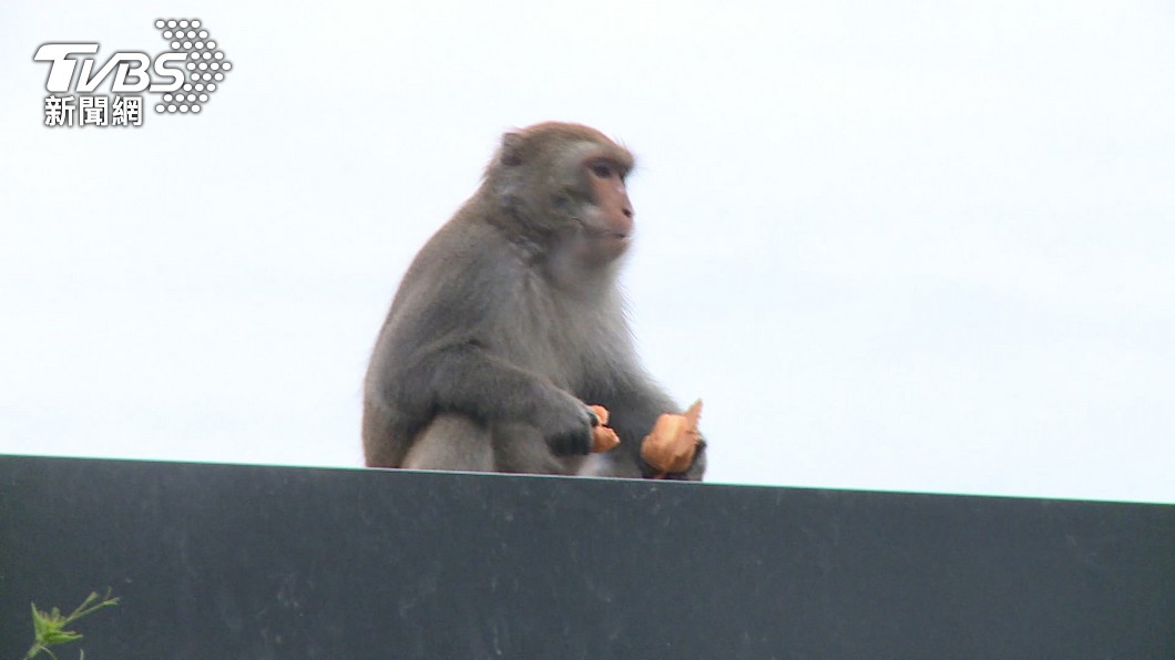 學測／最後一科！獼猴搶食、台灣晶片入題　社會難度曝光