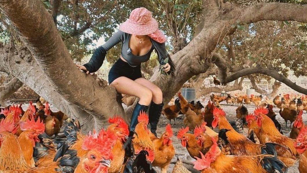 太兇了!彰化土雞農場驚見美胸農婦 彎腰撿雞蛋豐滿全看光