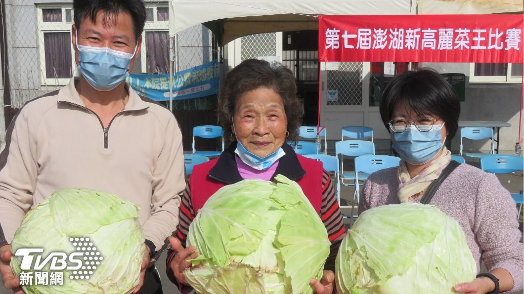 澎湖高麗菜比重比漂亮　單顆14.2斤奪新高麗菜王