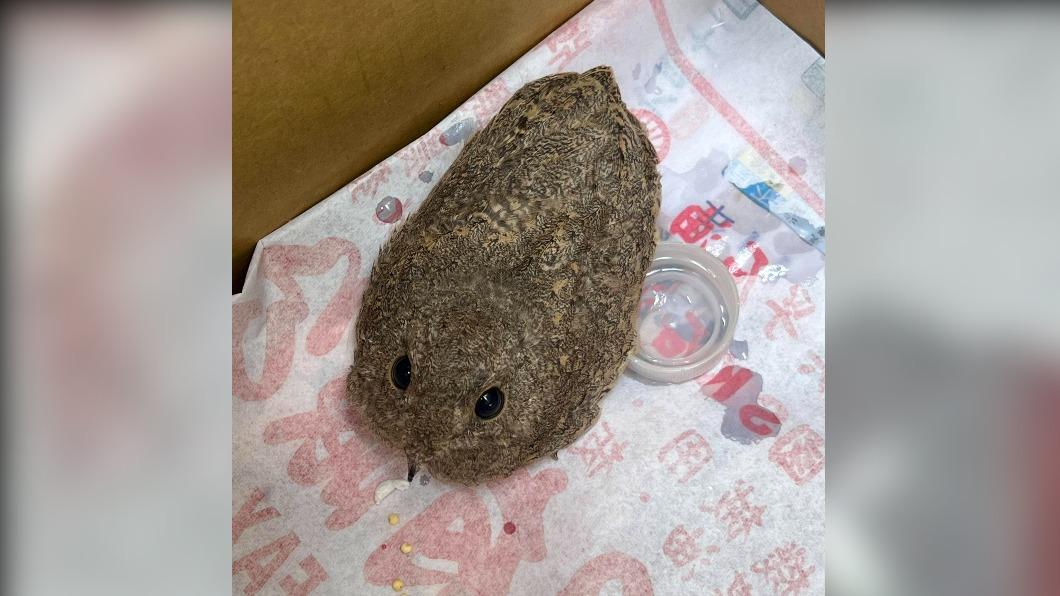 玄關飛來「神秘石頭幼鳥」！　網曝身分勸：晚上會後悔