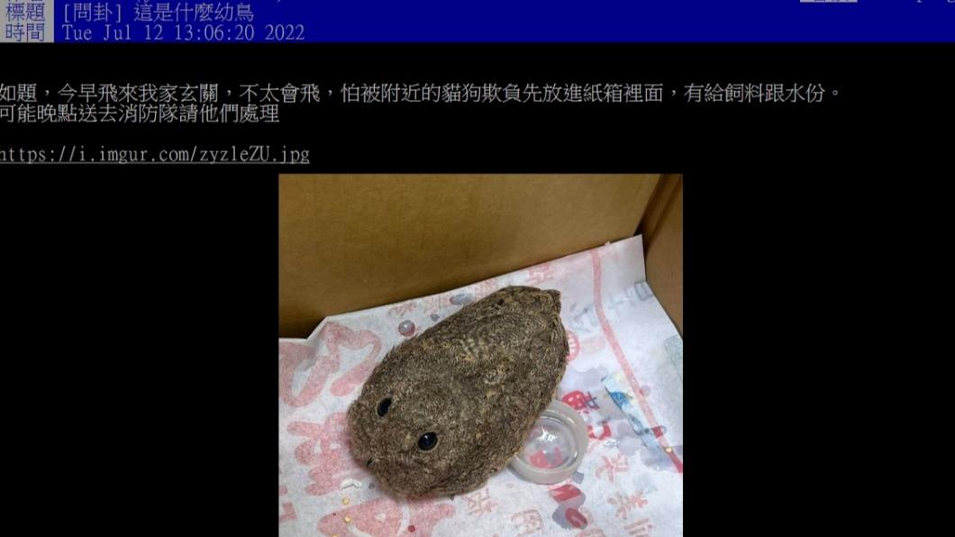 原PO發文詢問「這是什麼幼鳥?」。(圖/翻攝自PTT)