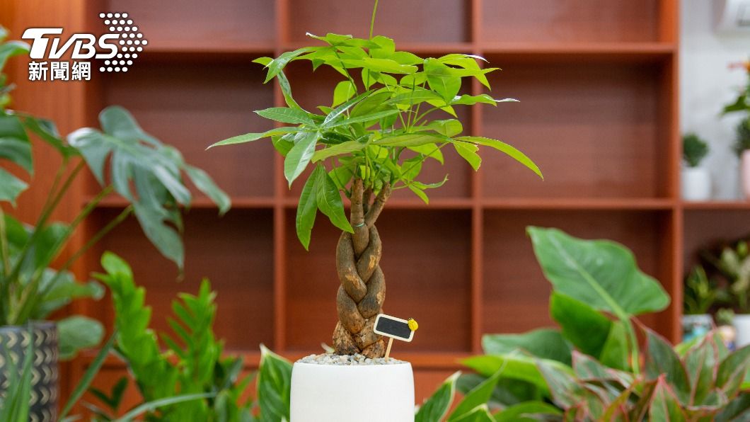 在辦公桌上擺一盆開運招財植物，淨化空氣又招財。（示意圖／shutterstock達志影像）