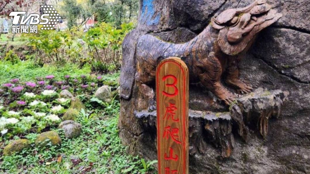 杉林溪葉牡丹花季登場 生肖順口溜添賞花趣