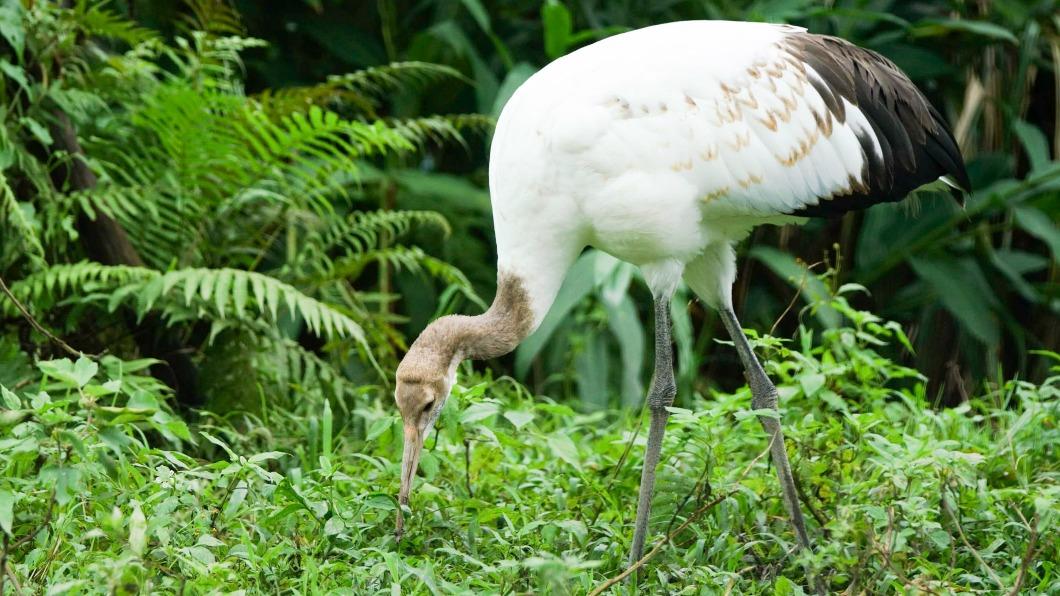 台北動物園丹頂鶴小家庭 日本釧路市長11日來台探視
