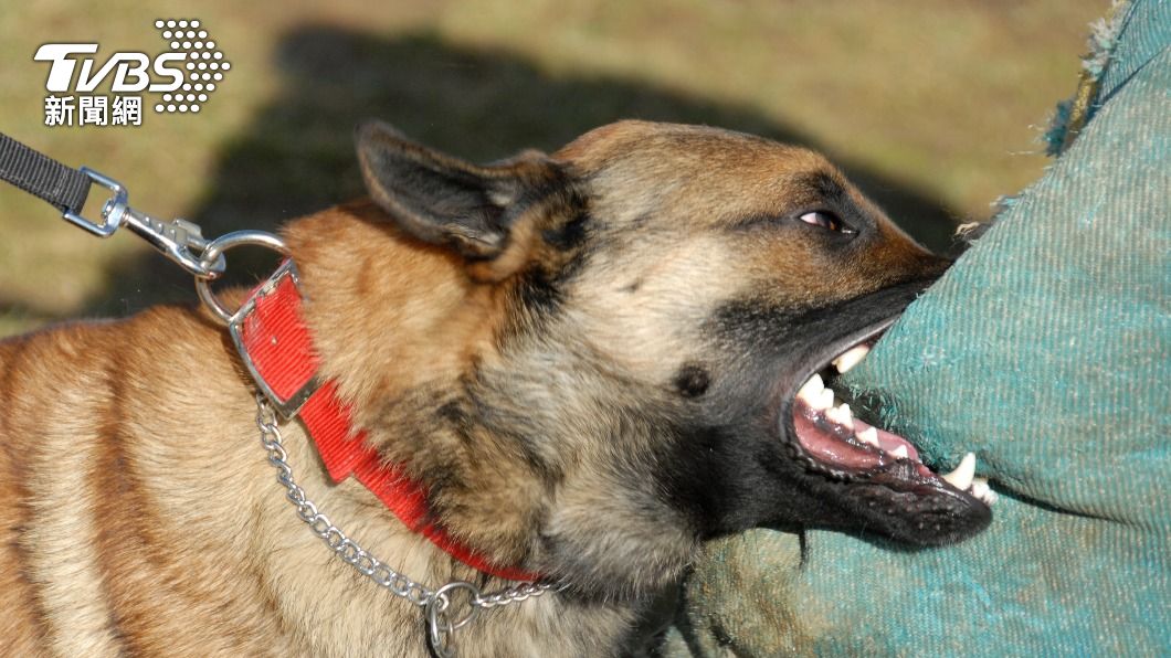 英國老婦好心收養比特犬。(示意圖/shutterstock達志影像)