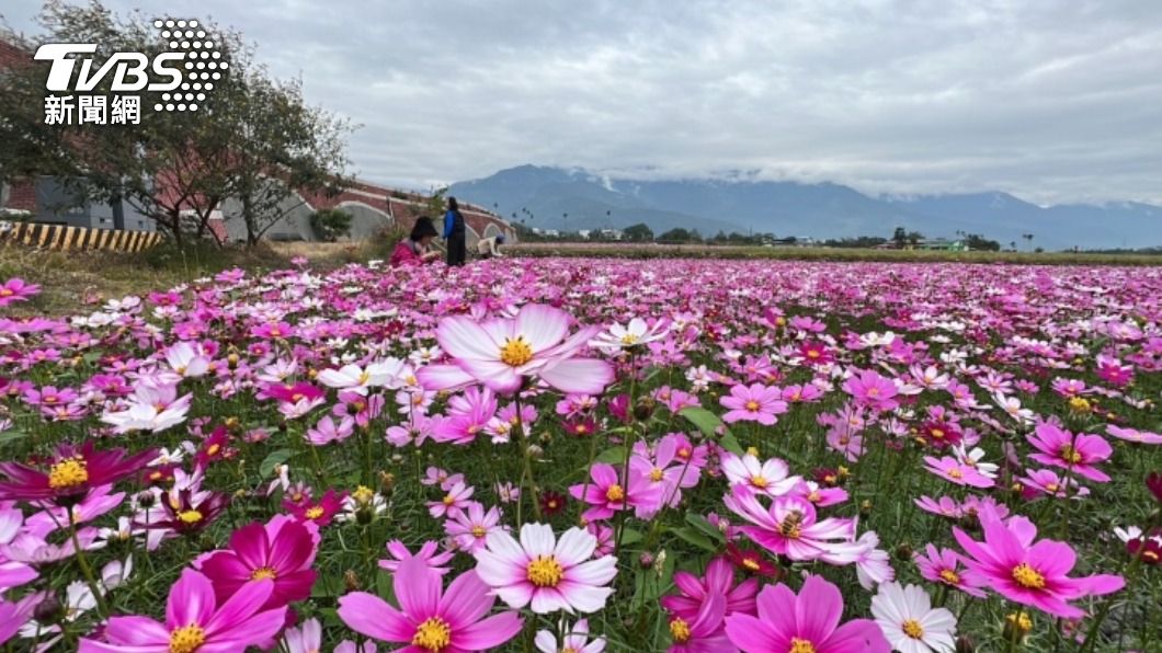 花東縱谷花海美景 田園風光好療癒