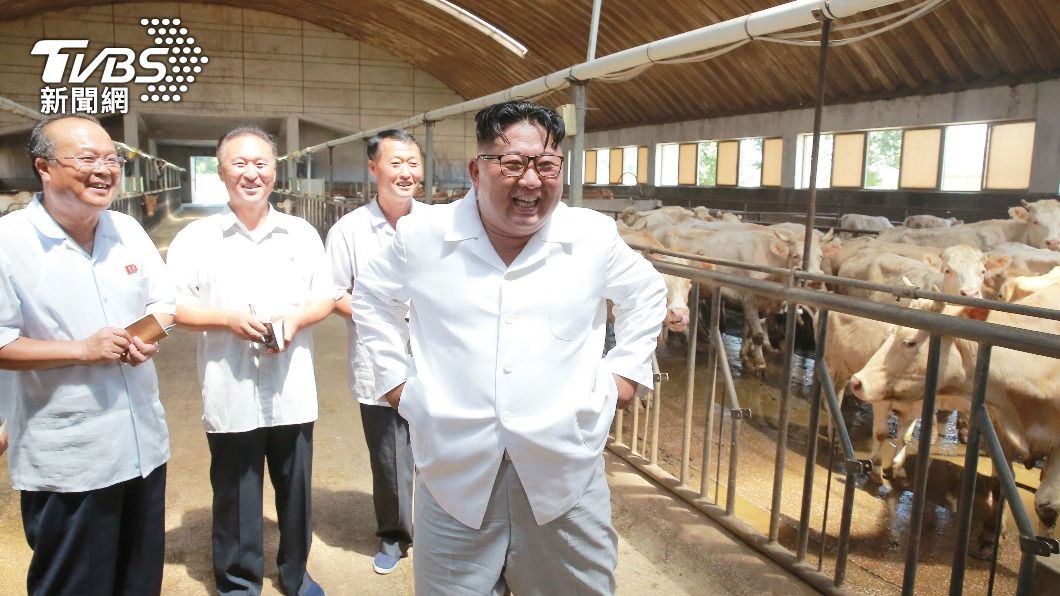 牛待遇比人還好?北韓發大量飼料餵牛 卻大砍農民糧食