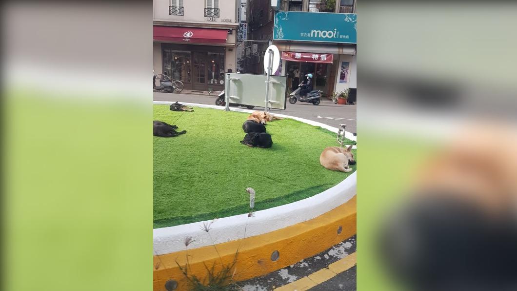照片中只見有好幾隻流浪狗躺在上面做日光浴。(圖/翻攝自臉書路上觀察學院)