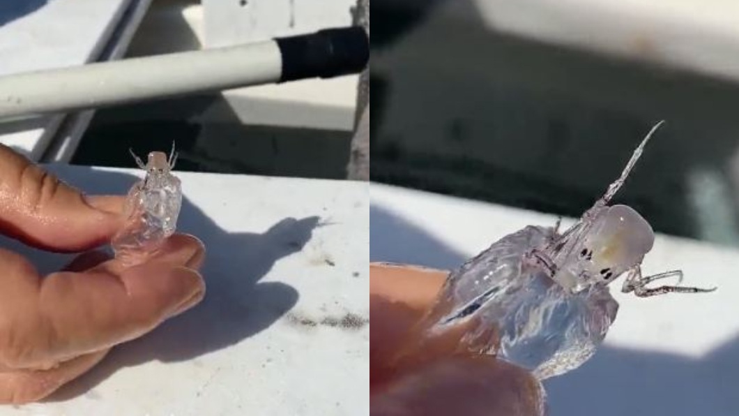 外星生物？漁夫捕獲「全透明異形」　專家曝牠真實身分