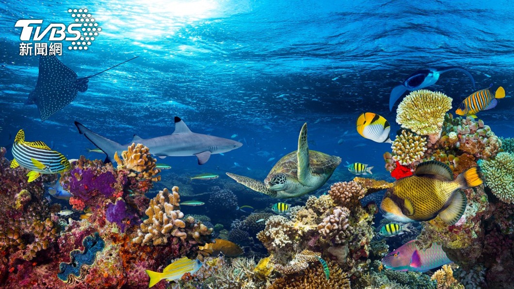 海底世界仍有許多未知生物等待人類發現探索。(示意圖/shutterstock達志影像)